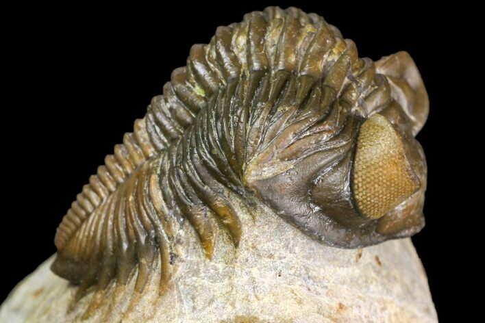 Brown Coltraneia Trilobite - Issoumour, Morocco #154294